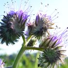 Wiesenblume