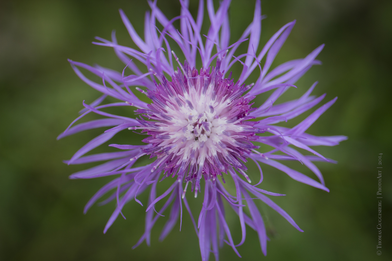 Wiesenblume