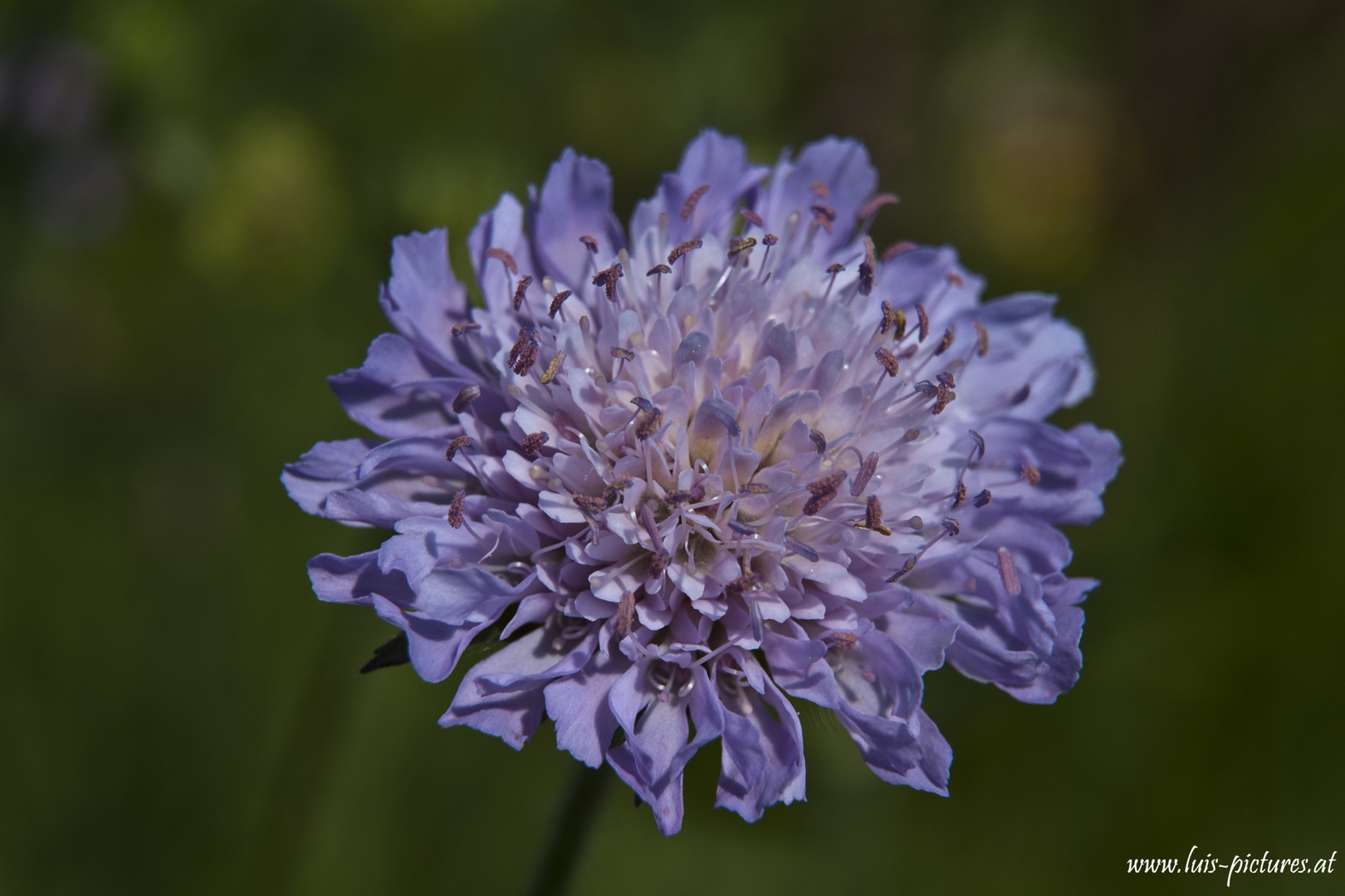 Wiesenblume