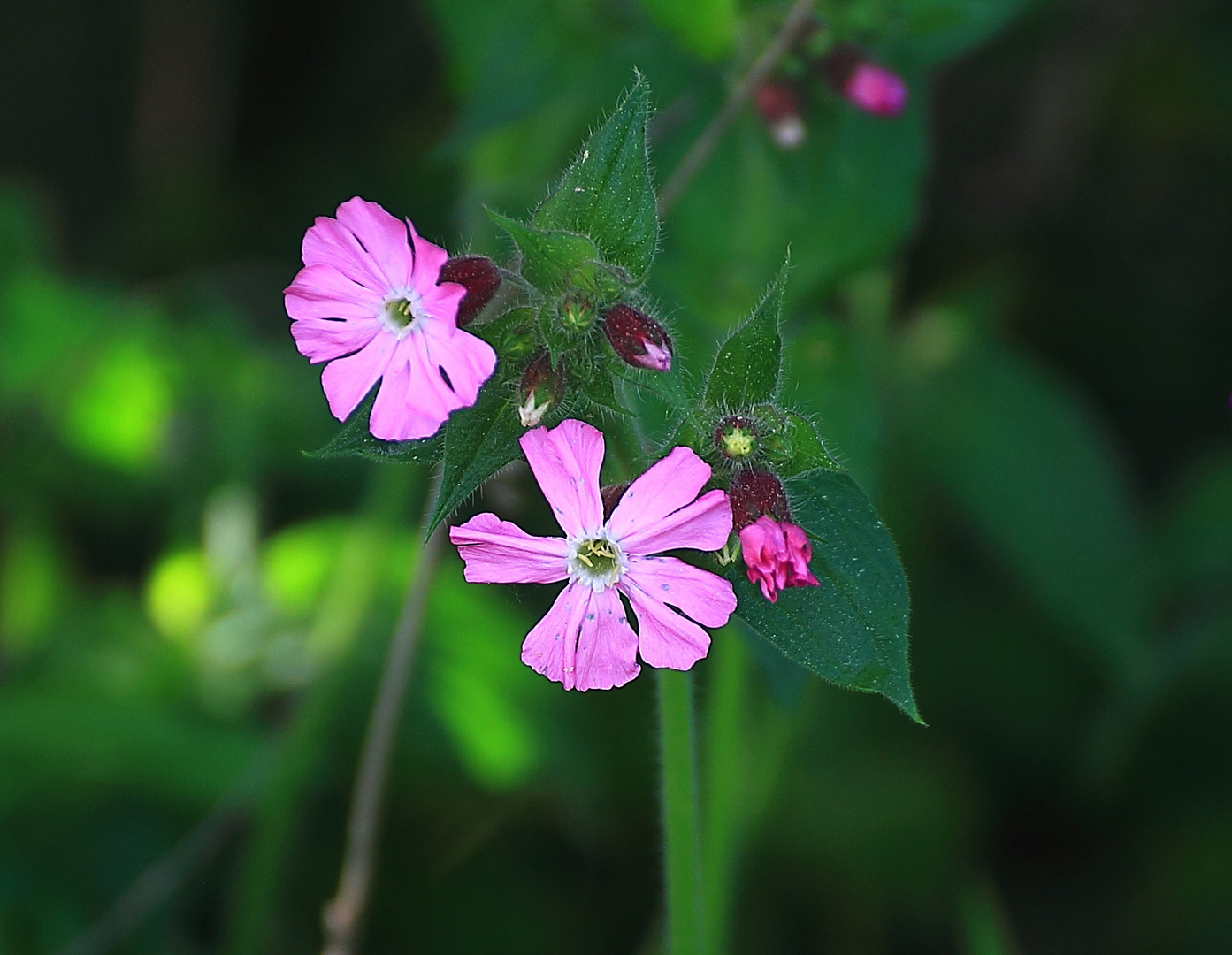 Wiesenblume