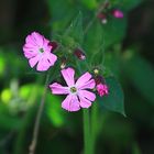 Wiesenblume