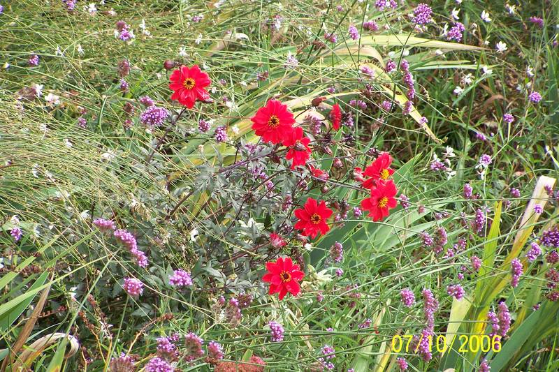 Wiesenblume