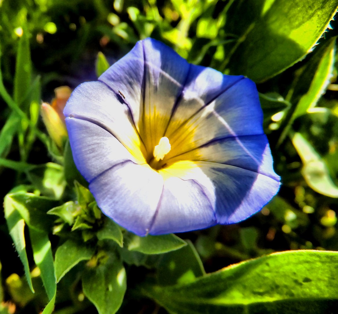 Wiesenblume