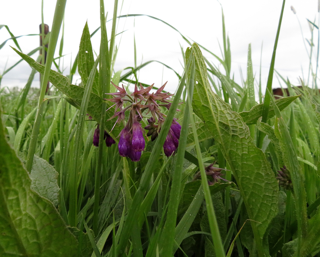 Wiesenblume ...