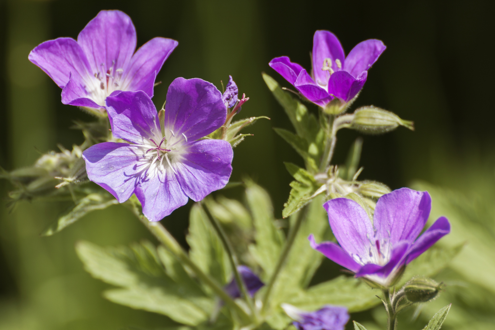 Wiesenblume