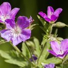 Wiesenblume