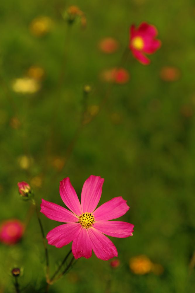 Wiesenblume von Fotoca 