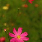 Wiesenblume