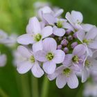 wiesenblume