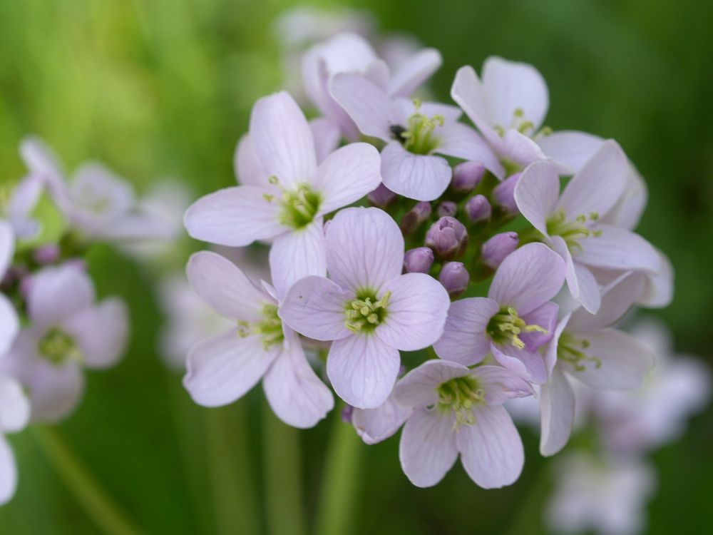 wiesenblume