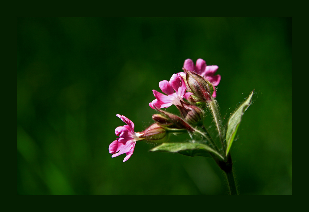 Wiesenblume