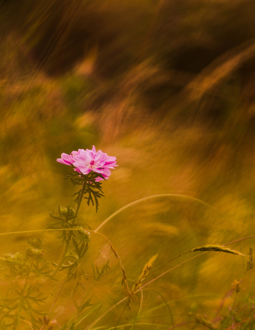 Wiesenblume