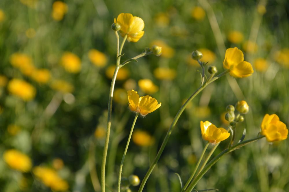 Wiesenblume