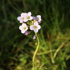 Wiesenblume