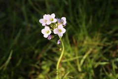 Wiesenblume