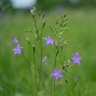 Wiesenblume