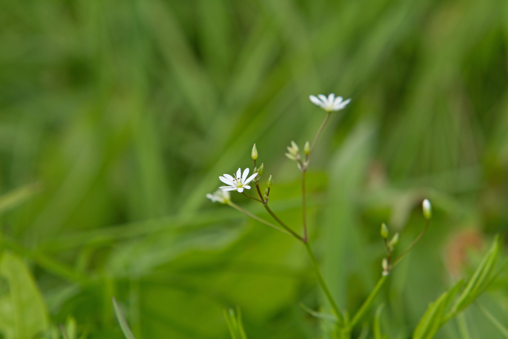 Wiesenblume