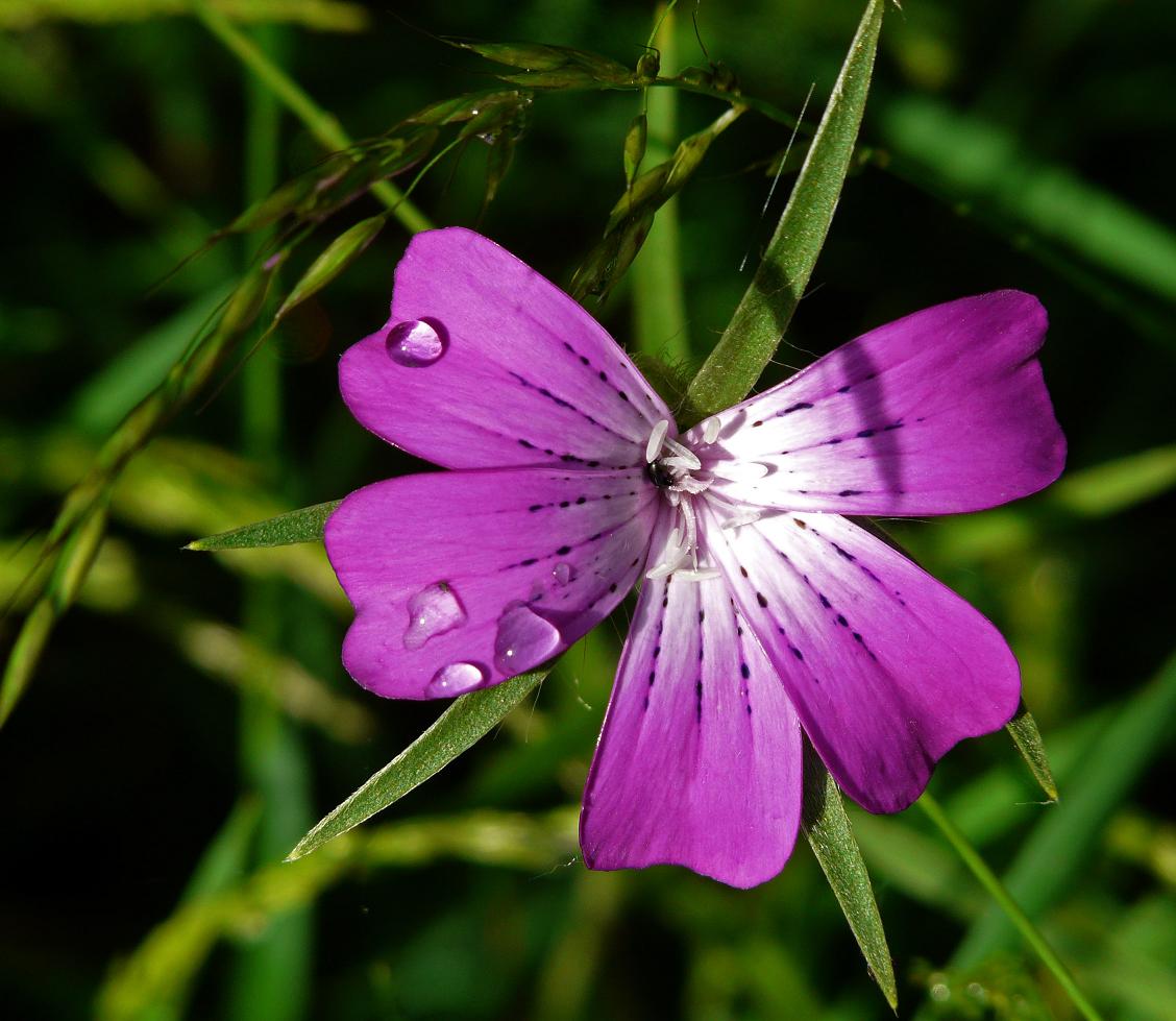 Wiesenblume