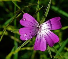 Wiesenblume