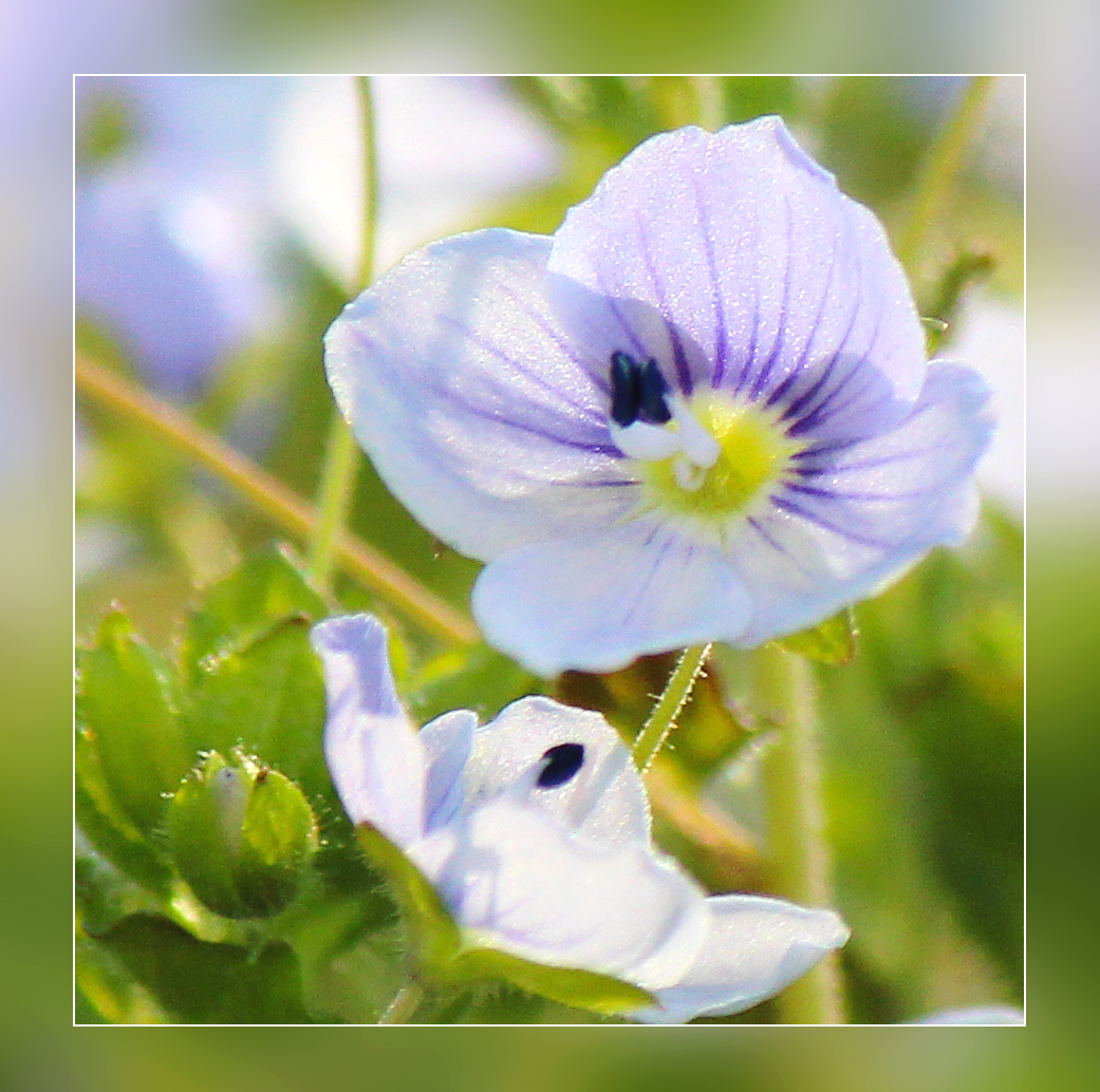 Wiesenblume