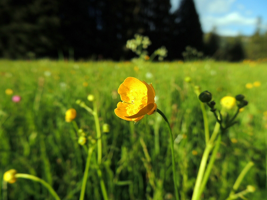 Wiesenblume