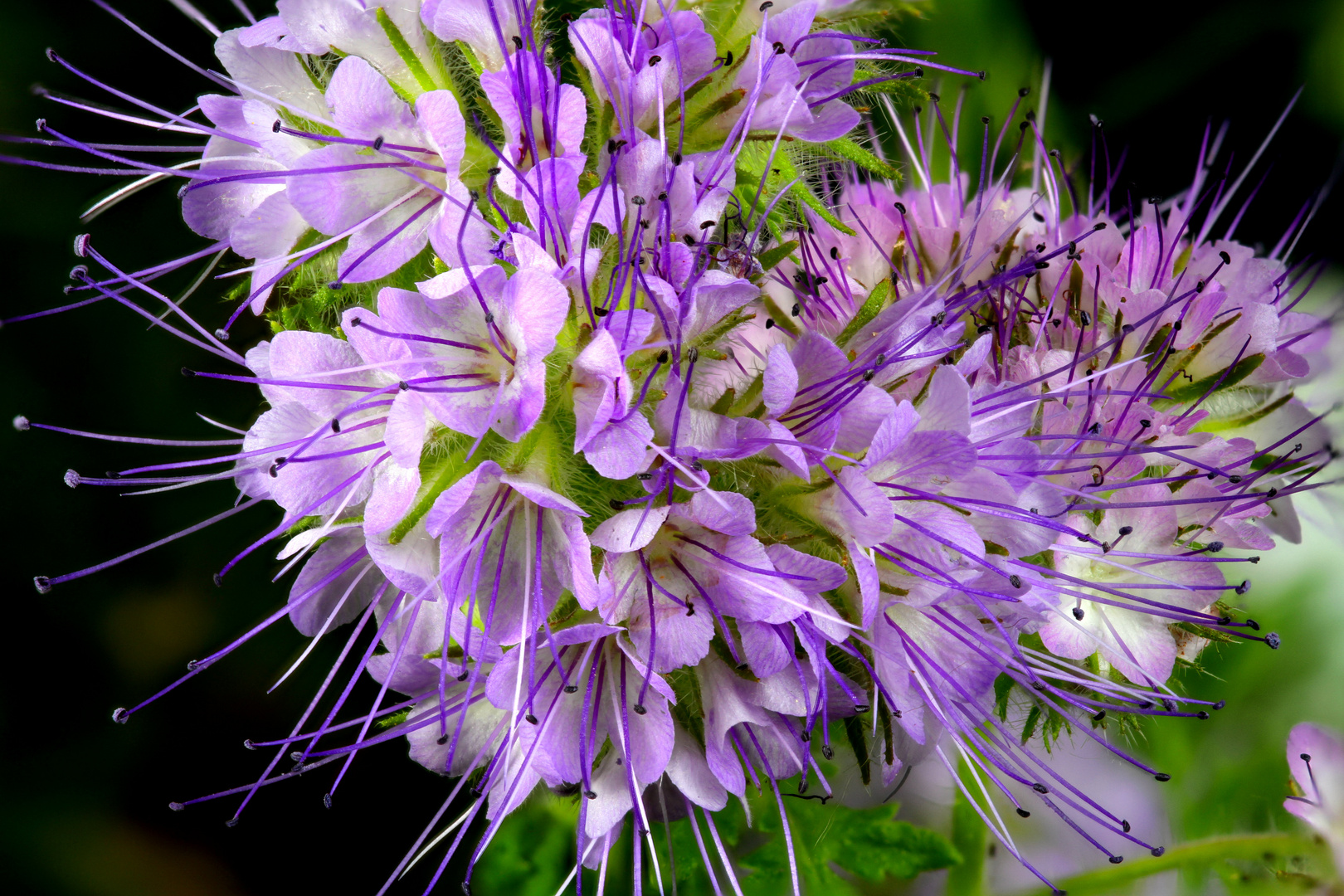 Wiesenblume