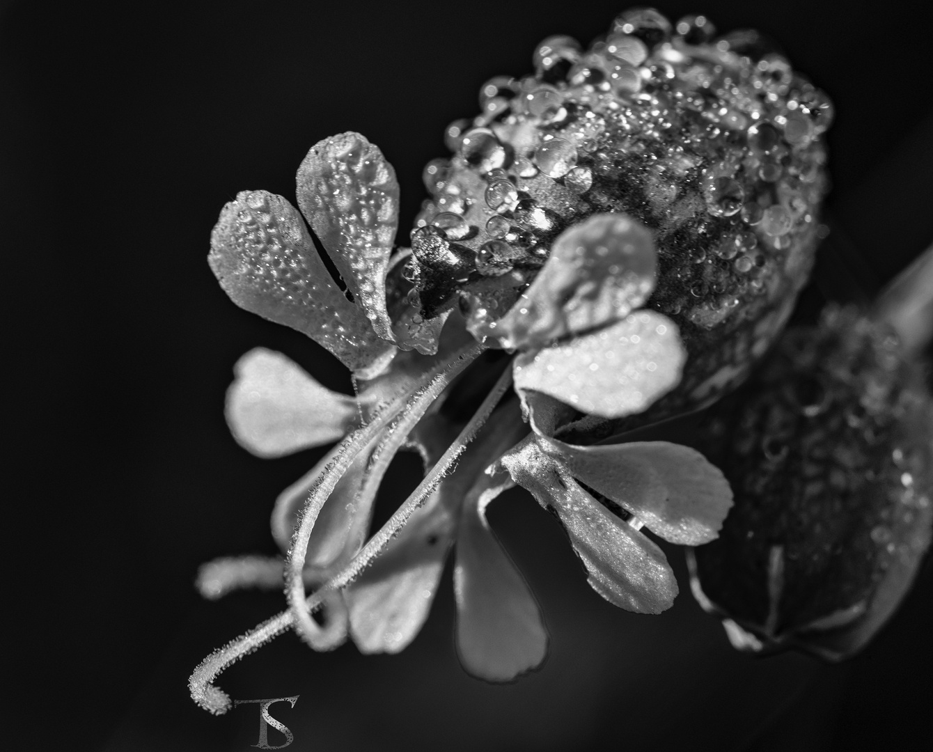 Wiesenblume