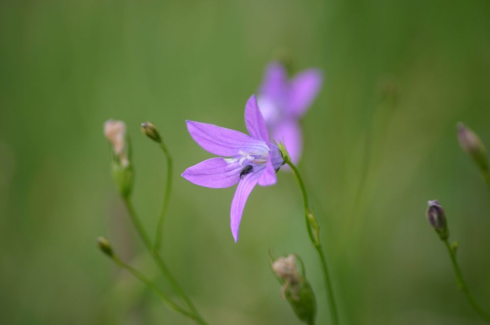 Wiesenblume