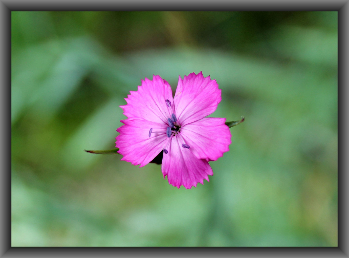 Wiesenblume