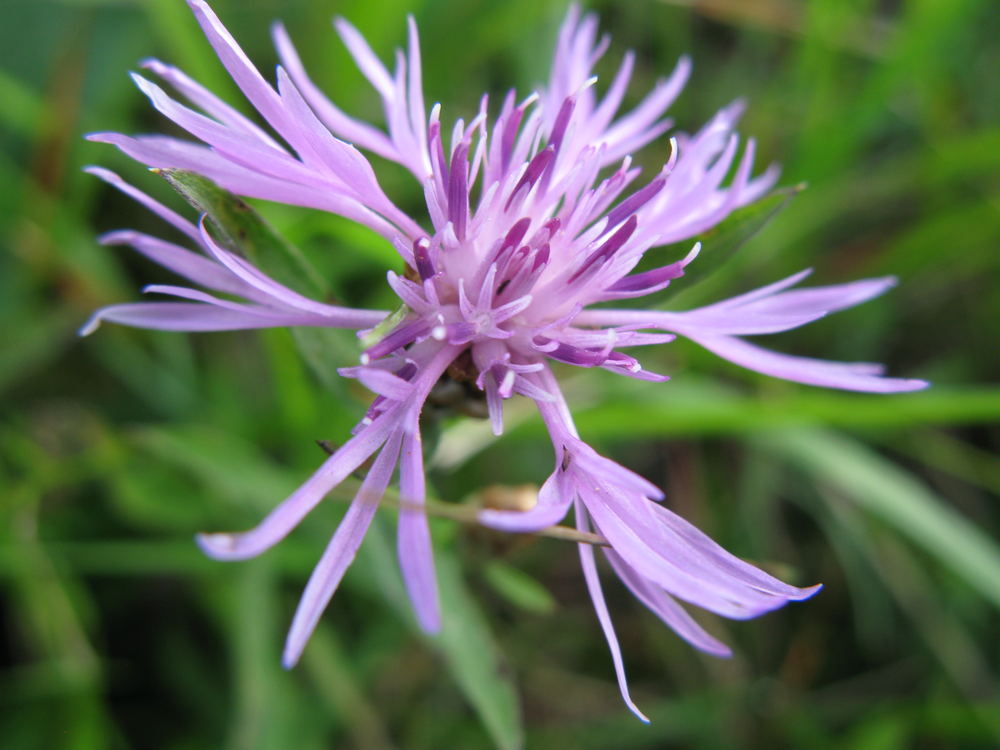 Wiesenblume