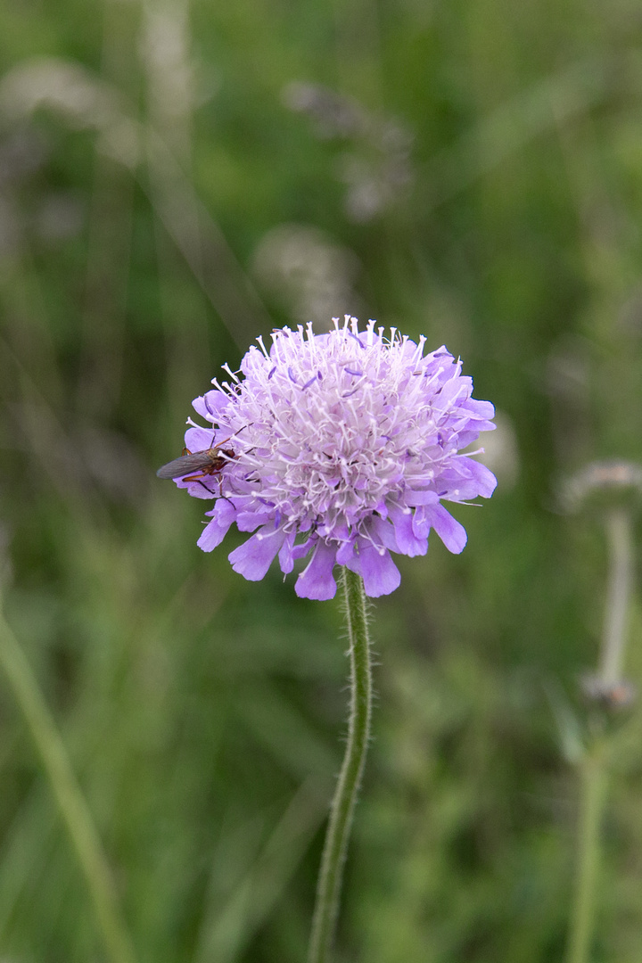 Wiesenblume