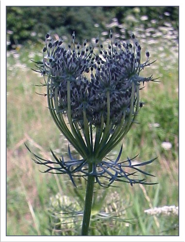 Wiesenblume