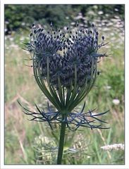 Wiesenblume