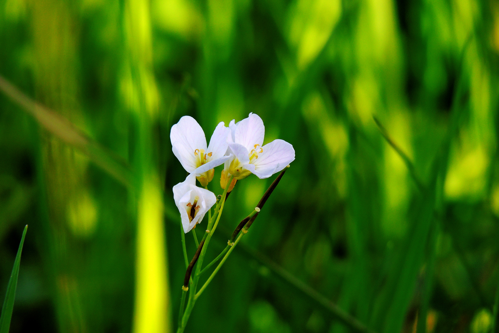 Wiesenblume