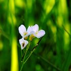 Wiesenblume