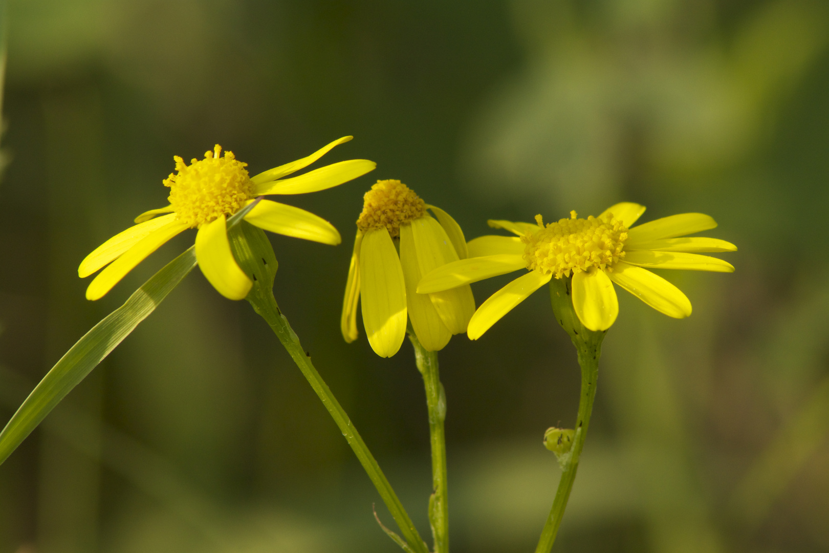 Wiesenblume