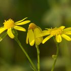 Wiesenblume