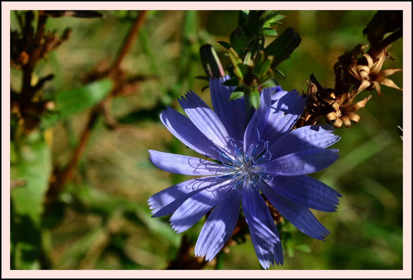 Wiesenblume