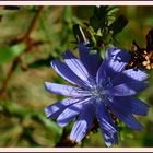 Wiesenblume