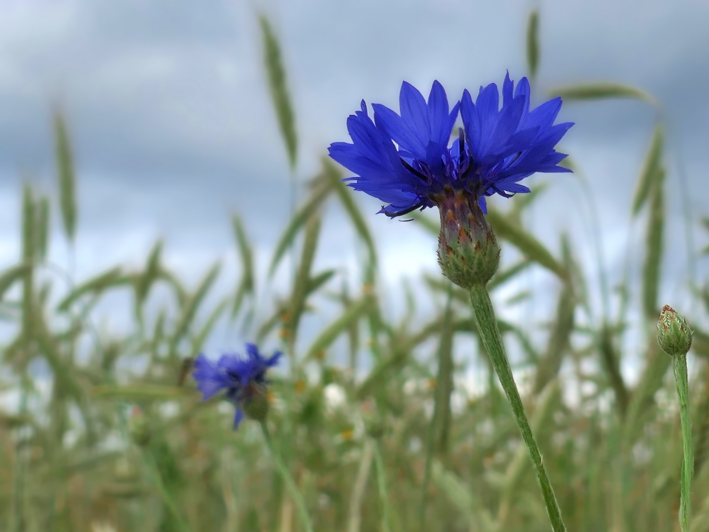 Wiesenblume