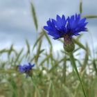 Wiesenblume