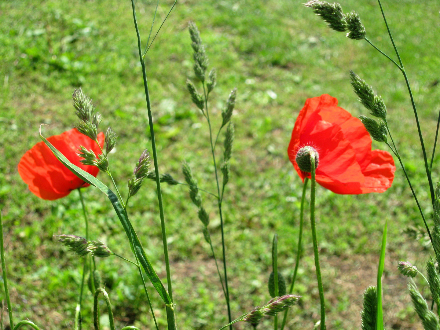 Wiesenblume