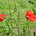 Wiesenblume