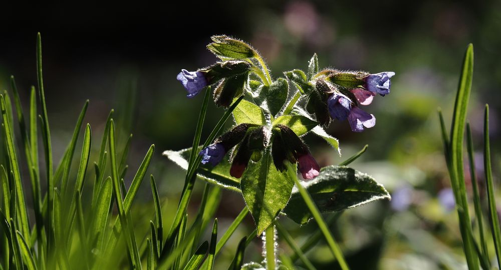 Wiesenblume