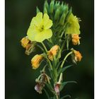 Wiesenblume am Rhein