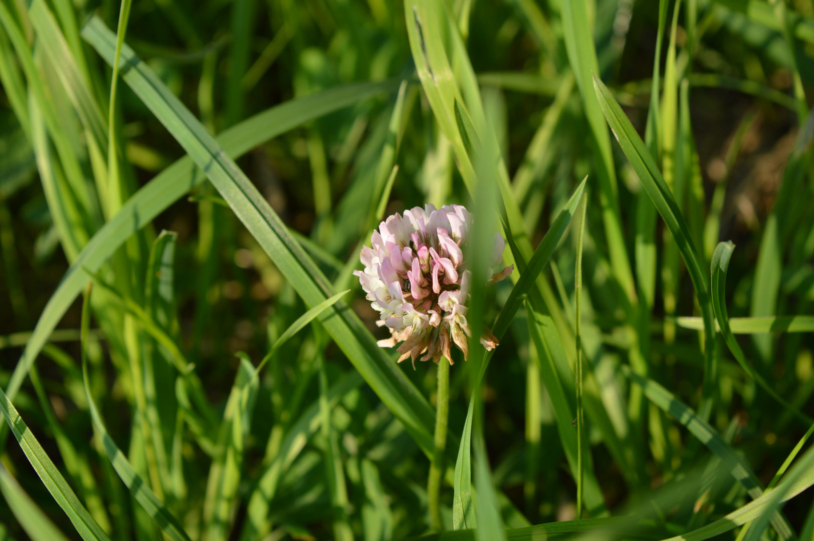 Wiesenblume am Wegesrand