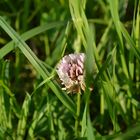 Wiesenblume am Wegesrand