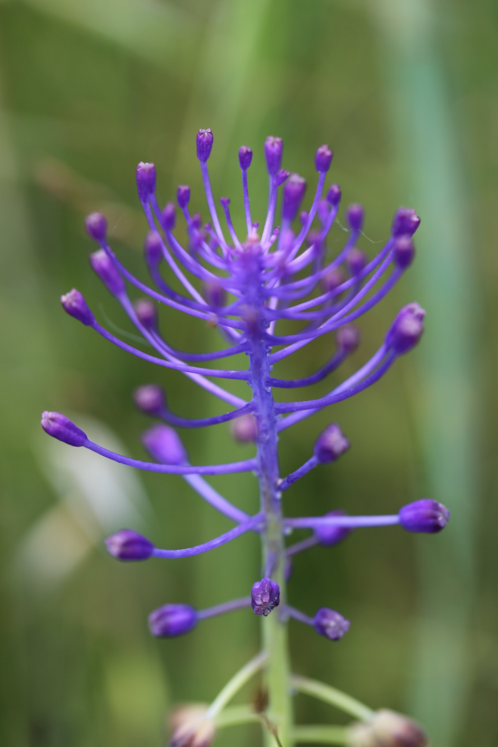 Wiesenblume am Wegrand