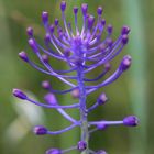 Wiesenblume am Wegrand