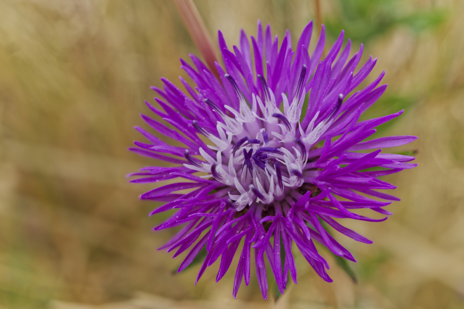 Wiesenblume